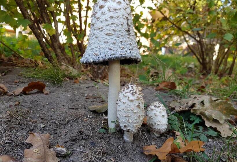 Ferienhaus Storchennest