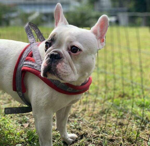 Hiruzen Cottage Gray Vacation Stay 11158v