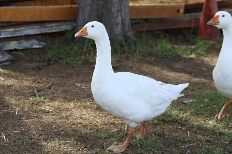 مبيت وإفطار Coranda Lodge