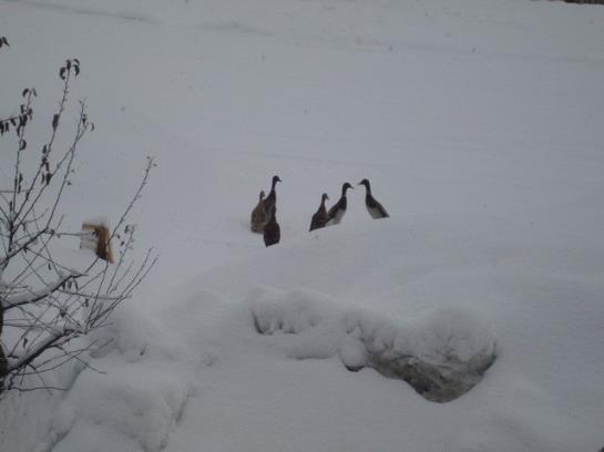 Ferienbauernhof Beer