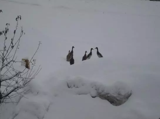 Ferienbauernhof Beer