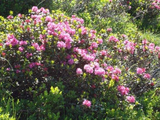 Ferienbauernhof Beer