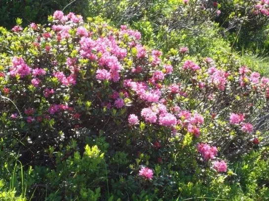 Ferienbauernhof Beer