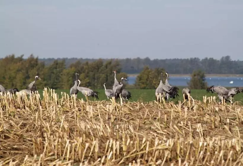 Отель Pension Garni Schwalbenhof