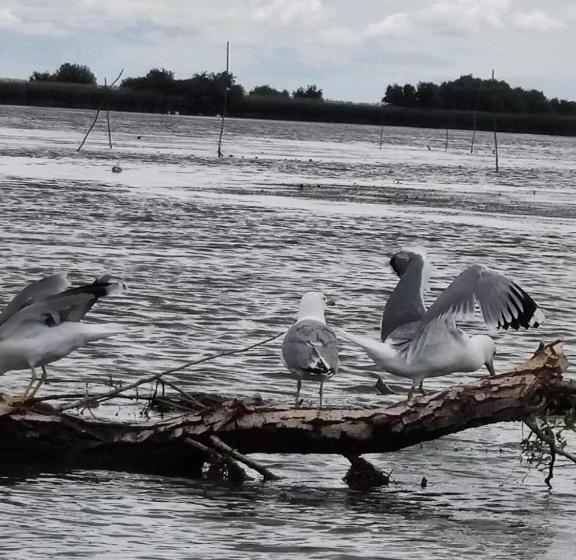Pensiunea Iubire De Delta La Traian
