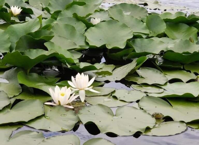 Pensiunea Iubire De Delta La Traian