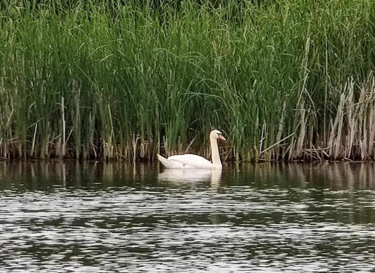 Pensiunea Iubire De Delta La Traian