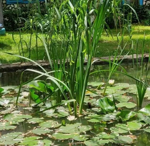 Pensiunea Iubire De Delta  La Traian