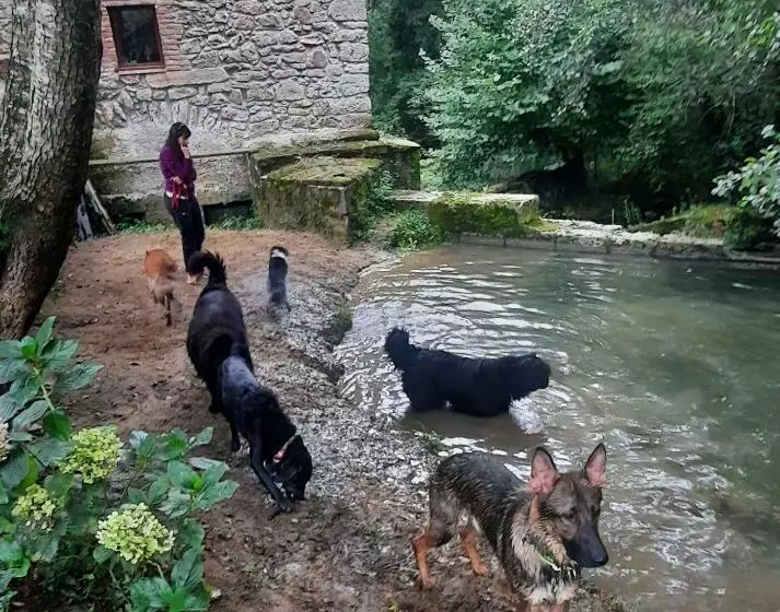 ユースホステル Posada Pet Friendly El Molino De Cantabria