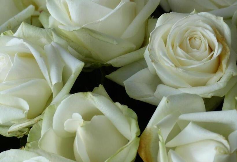 Restaurant Und Hotel Zum Weissen Ross