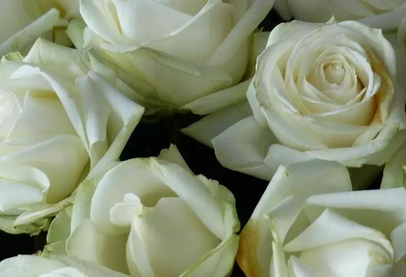 Restaurant Und Hotel Zum Weissen Ross