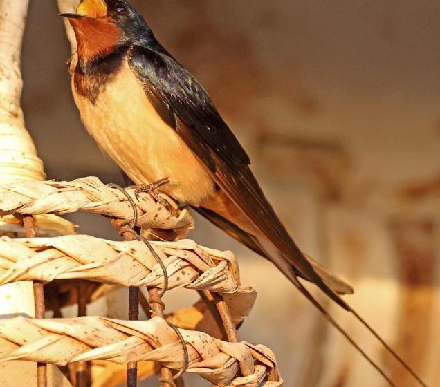 Panorama Hotel   Restaurant