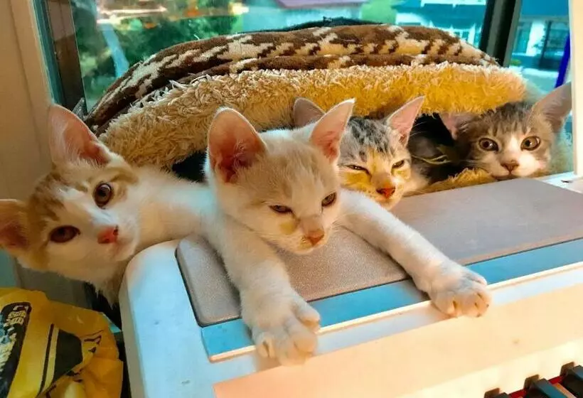 Majatalo Misato Memorial Hall   Vacation Stay 61405v