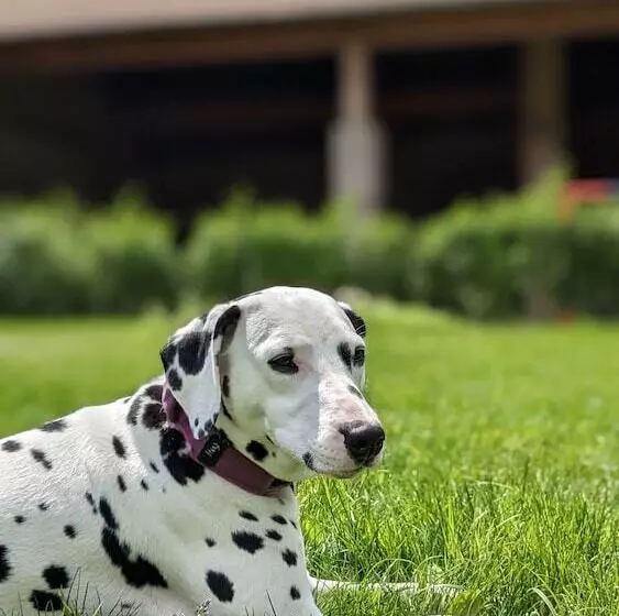 Aamiaismajoitus (B&B) Manoir La Cerise