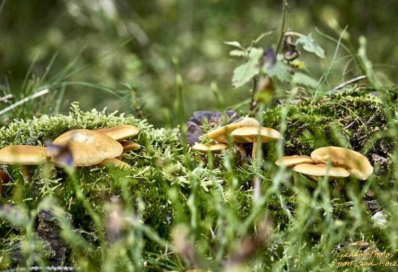 هتل La Ferme Du Soyeuru