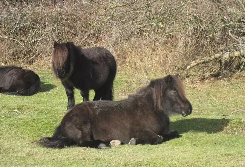 ホテル Restaurant Anno Nu