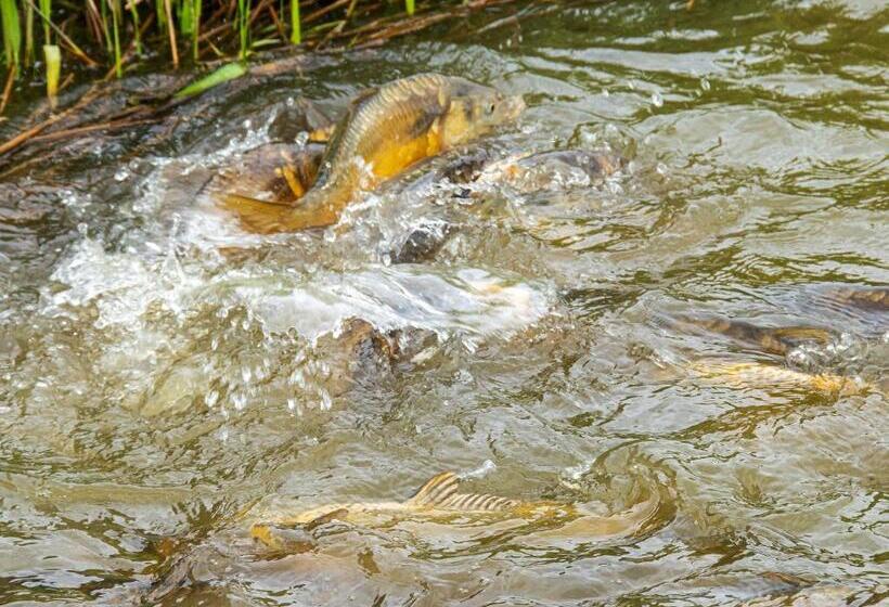 Birchwood In Skegness