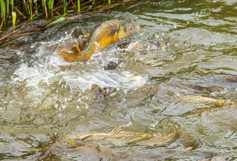 Birchwood In Skegness