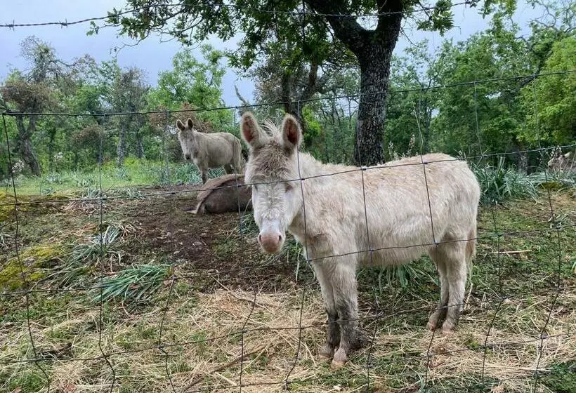 ホテル Agriturismo Pranu