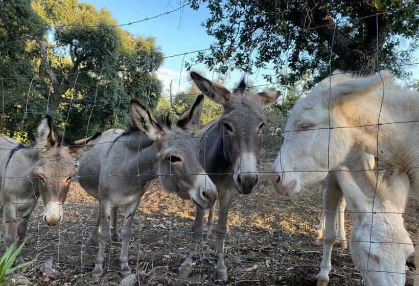 酒店 Agriturismo Pranu