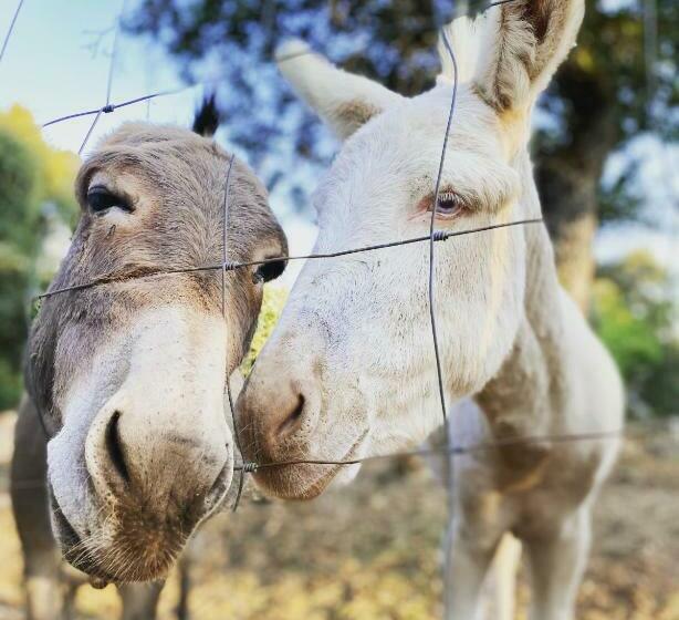 酒店 Agriturismo Pranu