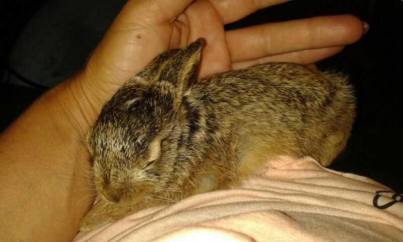 Отель Ferienwohnung Rombachs Spatzennest