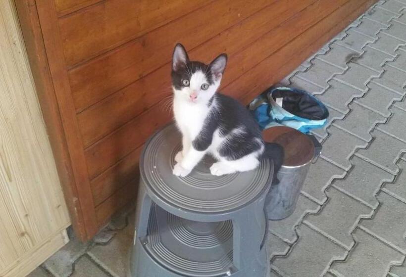 Отель Ferienwohnung Rombachs Spatzennest