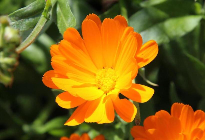 酒店 Gasthof Walde