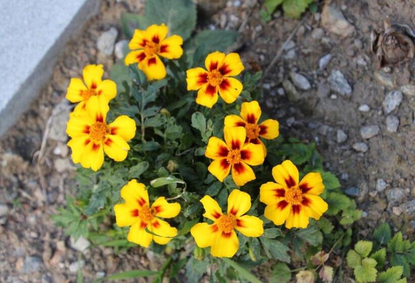 酒店 Gasthof Walde