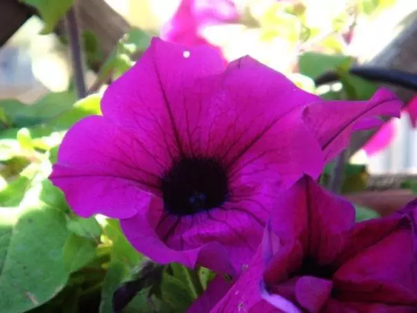 Aamiaismajoitus (B&B) La Rometta