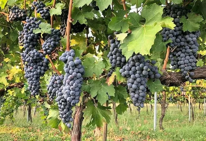 ホテル Agriturismo Podere Prasiano