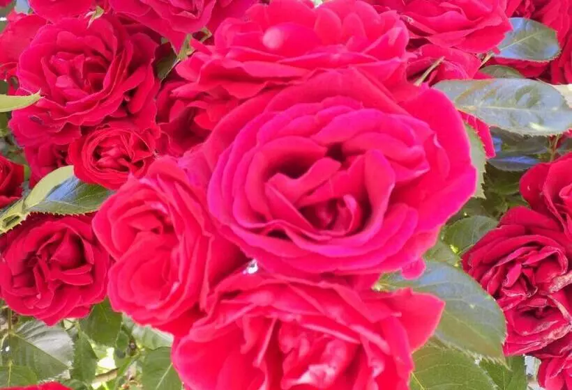 Отель Des Roses