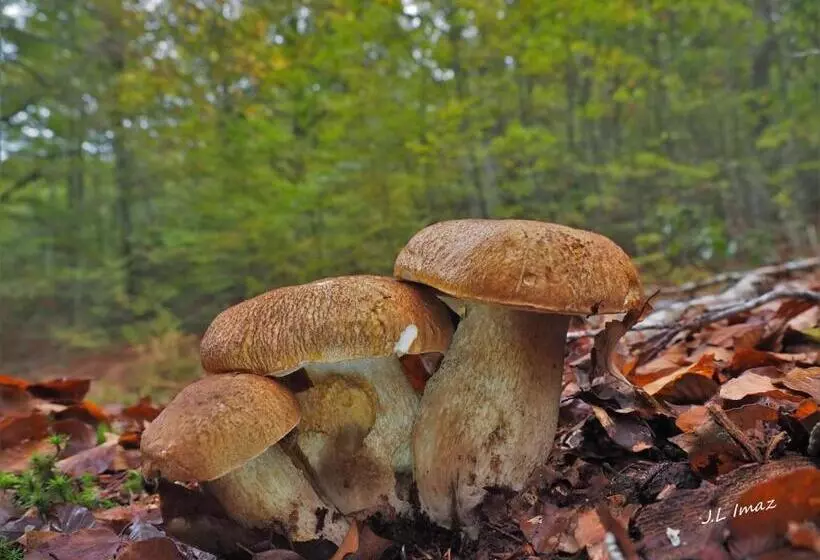 Apartamentos Herri Ondo Refugio Climatico