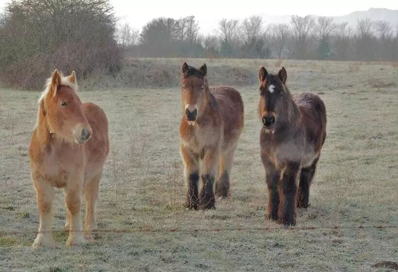 Apartamentos Herri Ondo Refugio Climatico