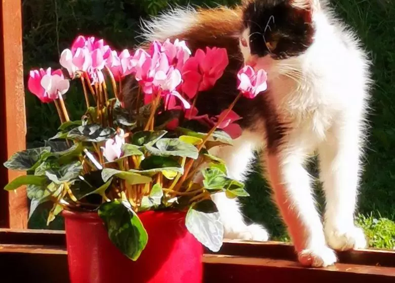 Majatalo őrség Kincse Nagy Apartman   6 Főre