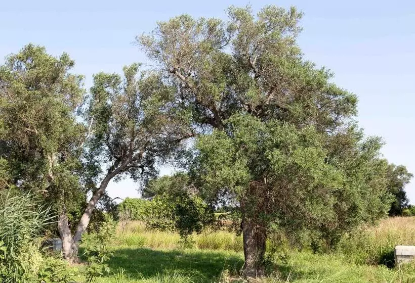 Iori Salento B&b