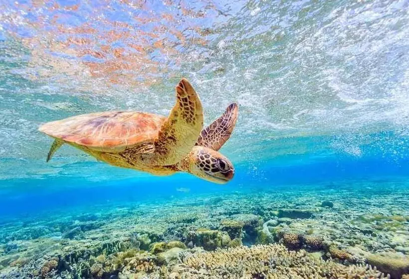 Stella D Aurora Waterview