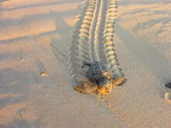 Stella D Aurora Waterview