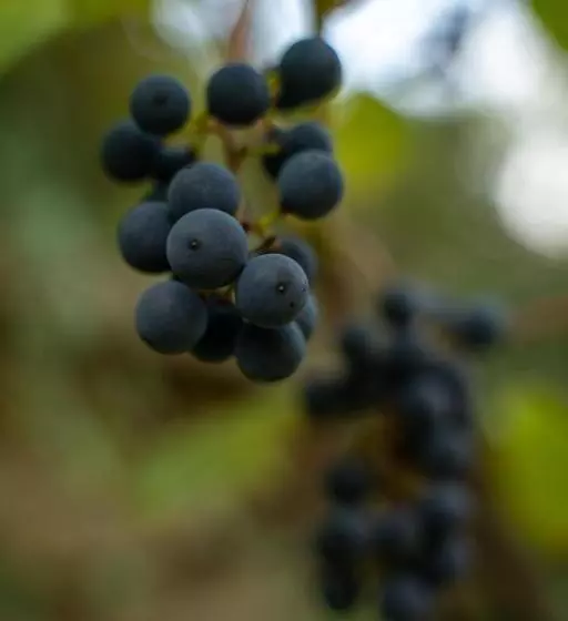 Apartament Panoramic La Casa In Comuna Rasinari