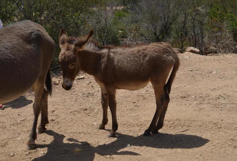 צימר La Minditta