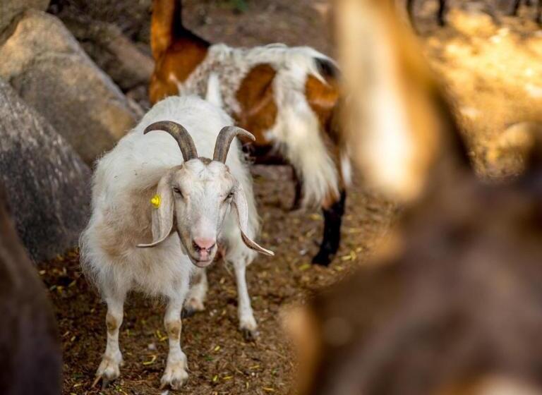 צימר La Minditta