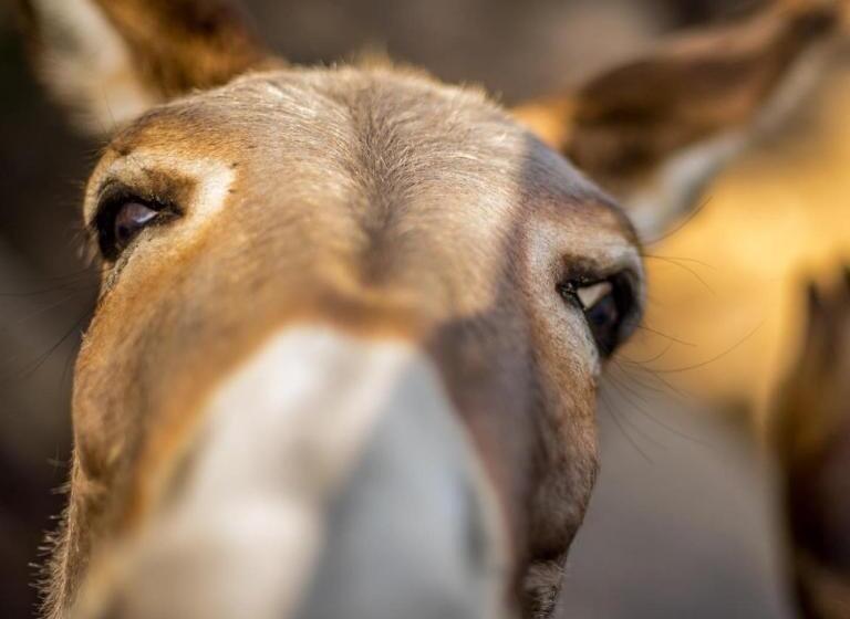 צימר La Minditta