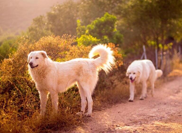 צימר La Minditta