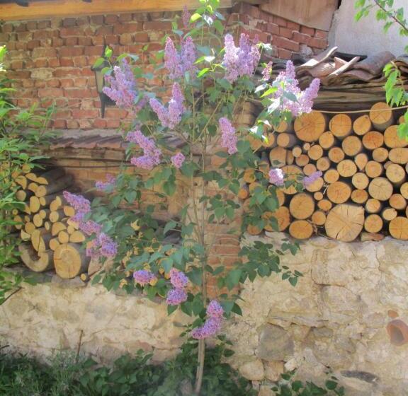 פנסיון Borimechkova Kashta