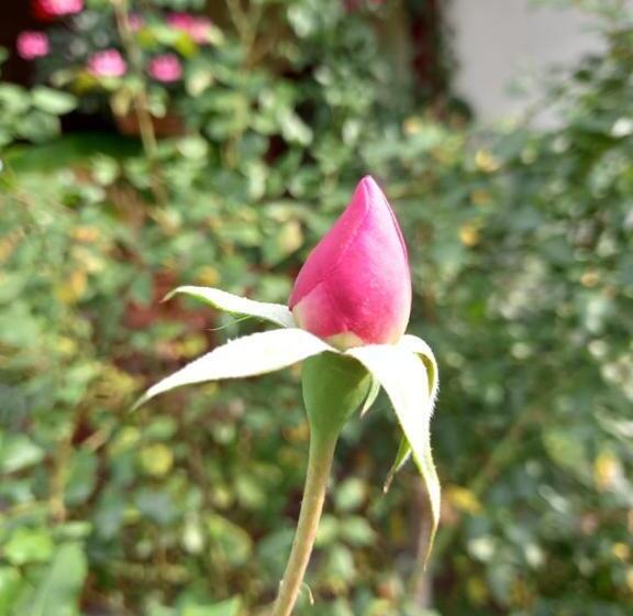 Пансион Kitti Vendégház