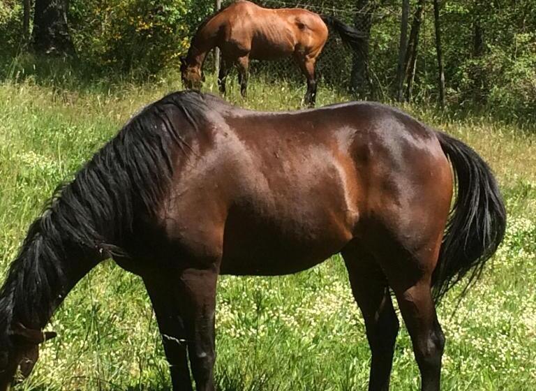 ホテル Podere Delle Rose