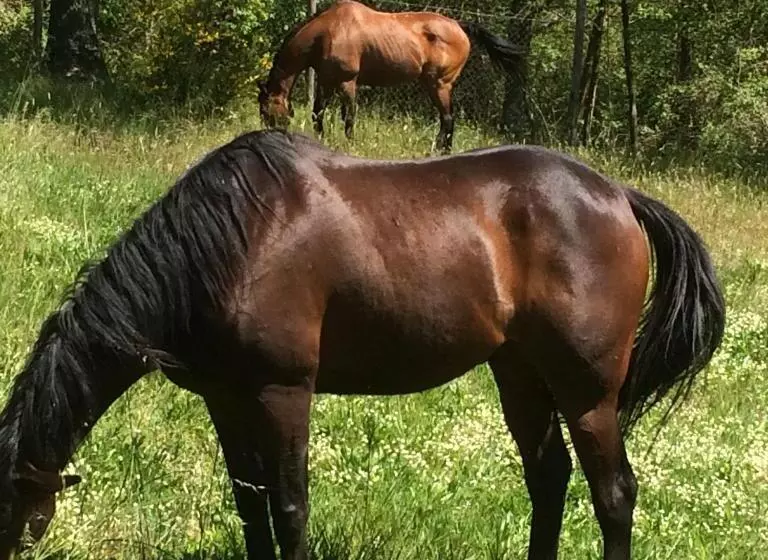هتل Podere Delle Rose