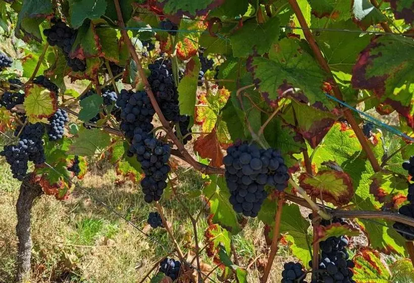 Sauers Schwarzwaldglück