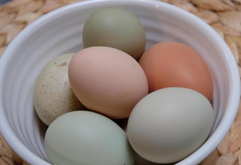 هاستل Chester St Backpackers