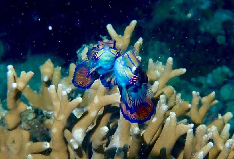 Little Mermaid Dive Resort